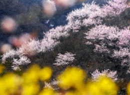 踏春而来！青天河靳家岭园区2月16日恢复开放！